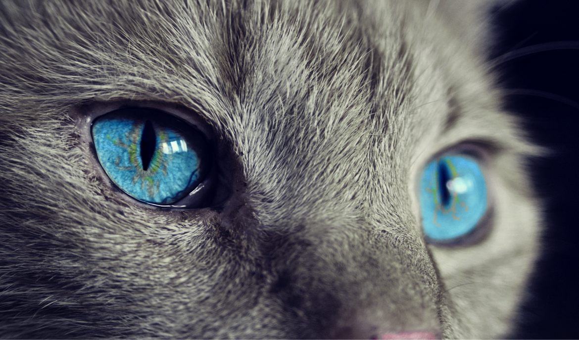 Katteøyne: hvordan ser katter?
